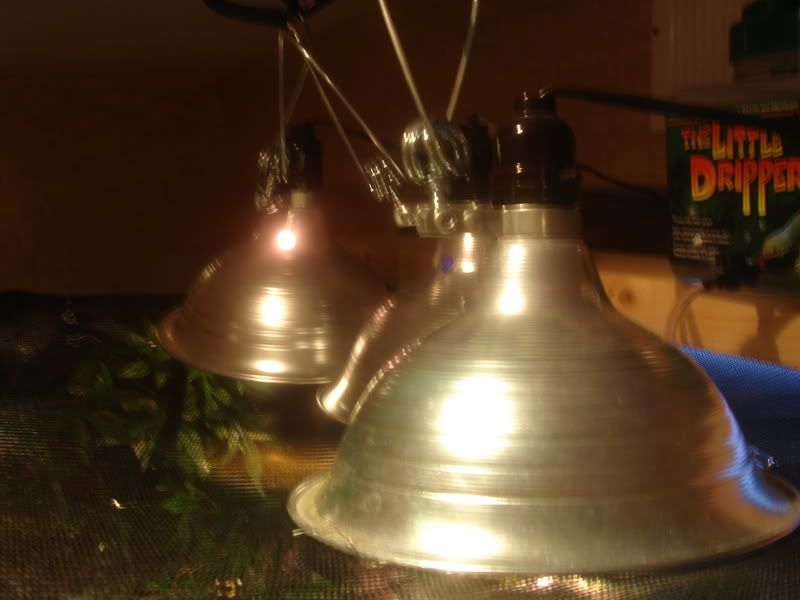 DSC02153.jpg