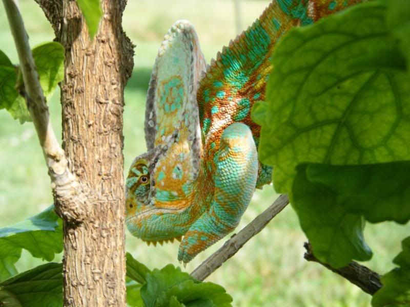 DSCF1471.jpg