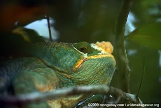 Rainforestcham2.jpg