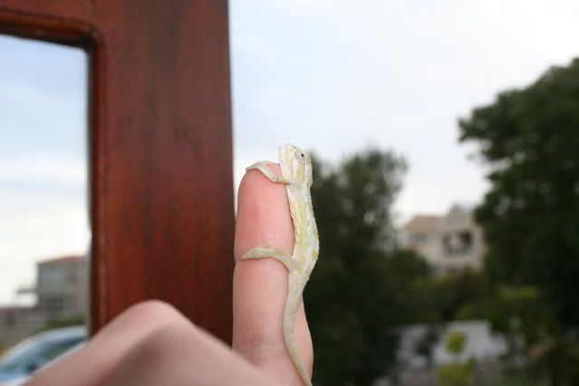 babypumilum005.jpg