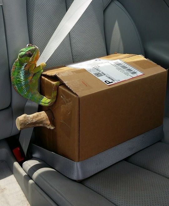 Montyincar.jpg
