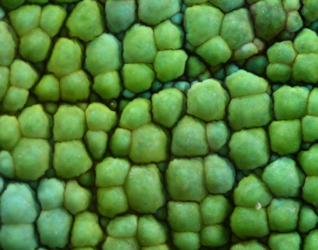2887955621_1493f8172e_o.jpg