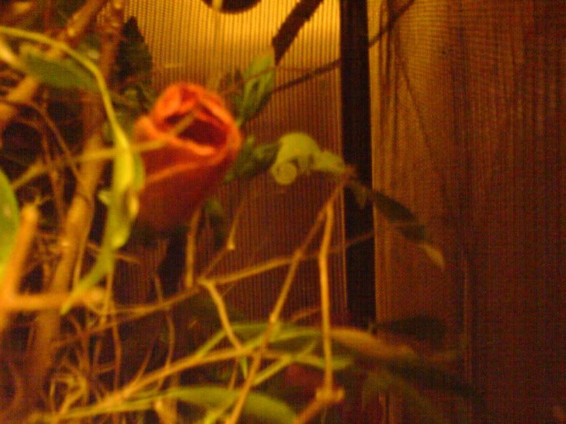 DSC00336.jpg