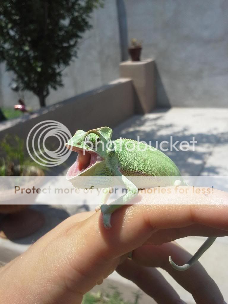 20130627_135627_zps015396bb.jpg