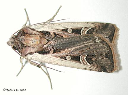 western_bean_cutworm_moth.jpg