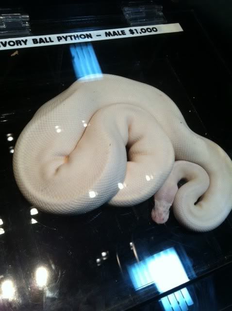 SNOWBALL.jpg