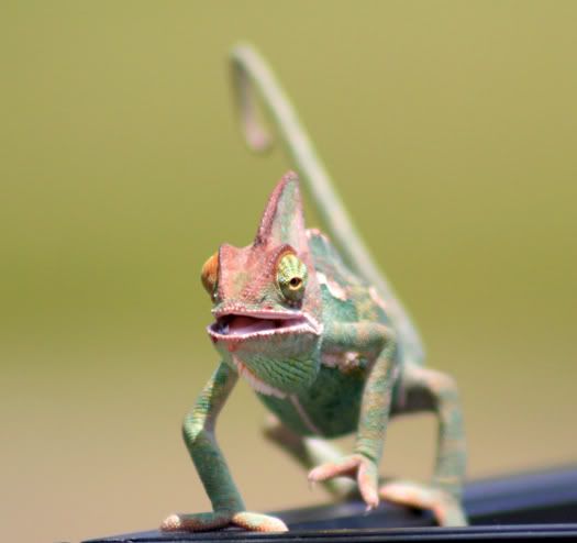 basking.jpg