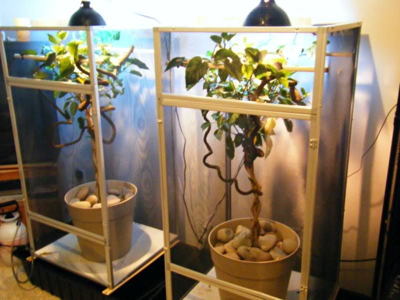 2008_0611chams0088.jpg