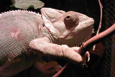 An unhealthy veiled chameleon