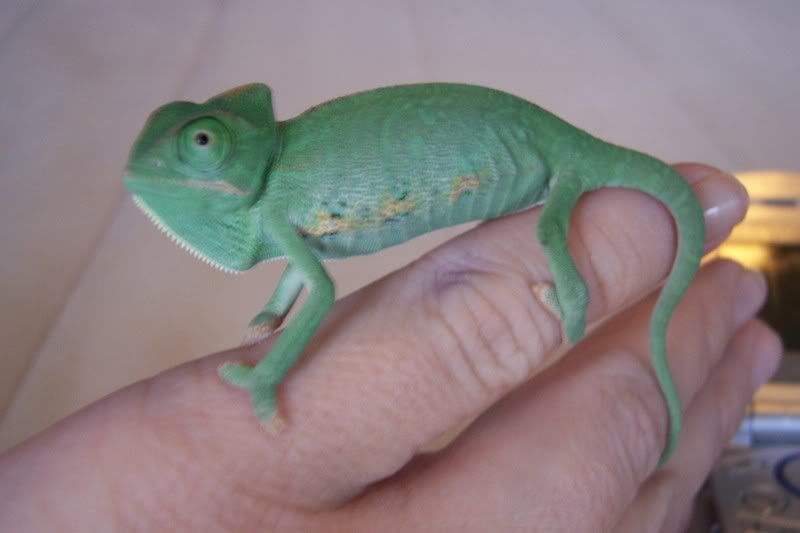 reptiles007.jpg