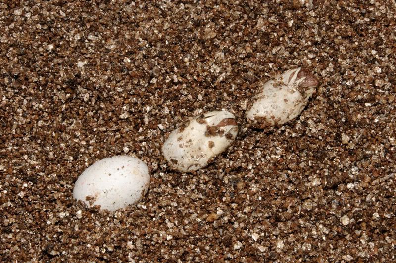 pantherhatching3web.jpg