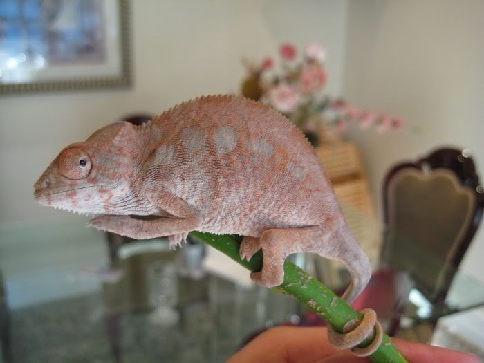 female001.jpg