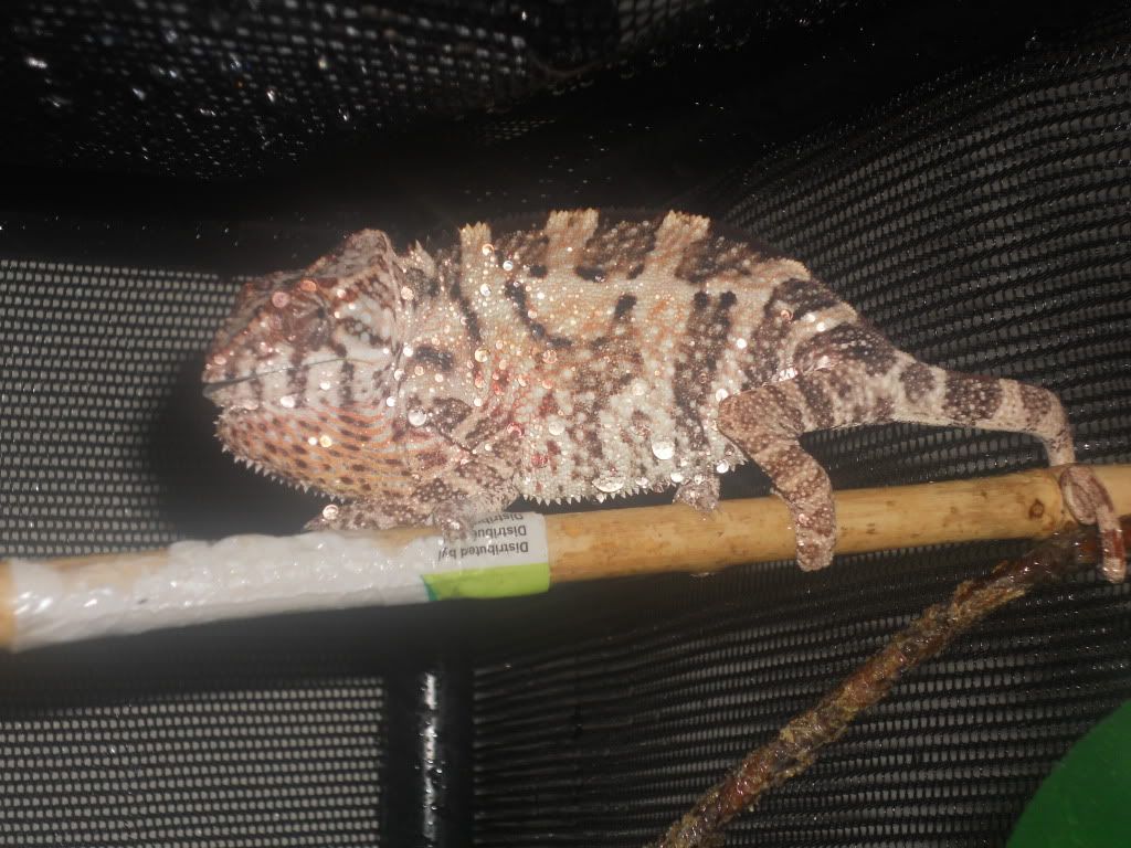 Lizardos007.jpg