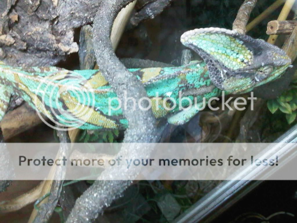 IMG01036-20110810-0953.jpg