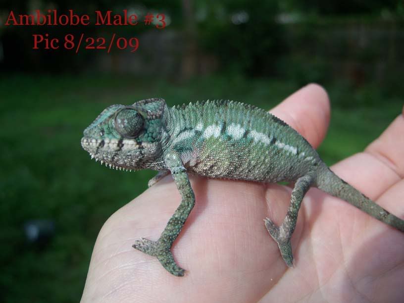 Male3-2.jpg