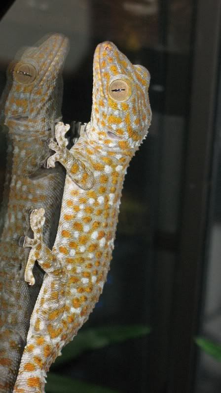 GoldenGecko021.jpg