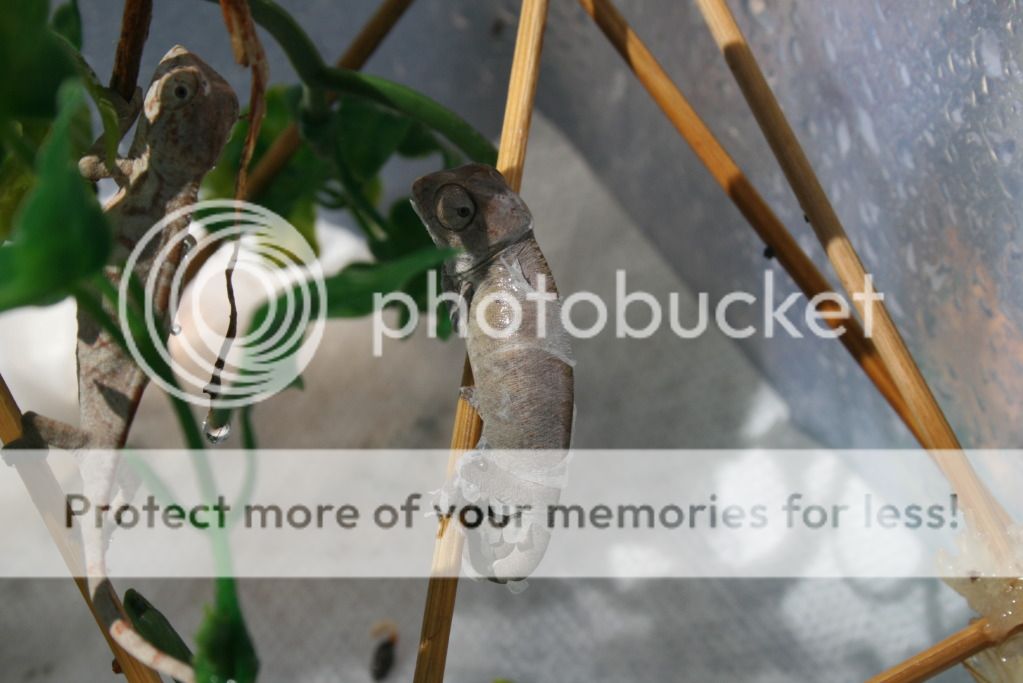 somepics026.jpg