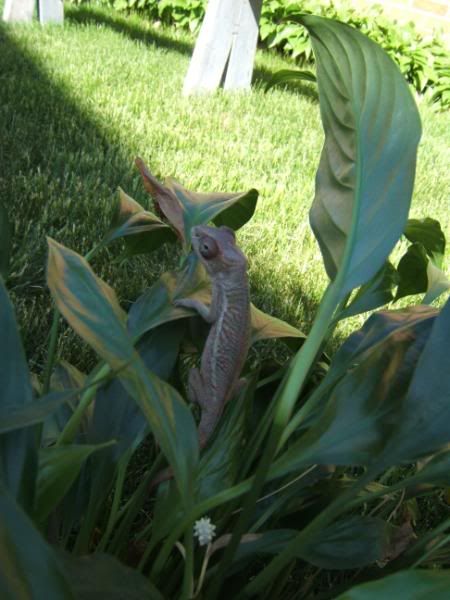 Chameleonandsuch039.jpg