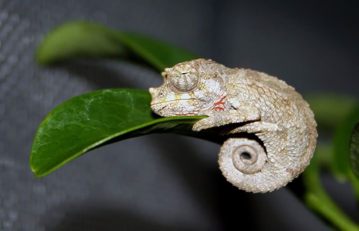 xantholophus2.jpg