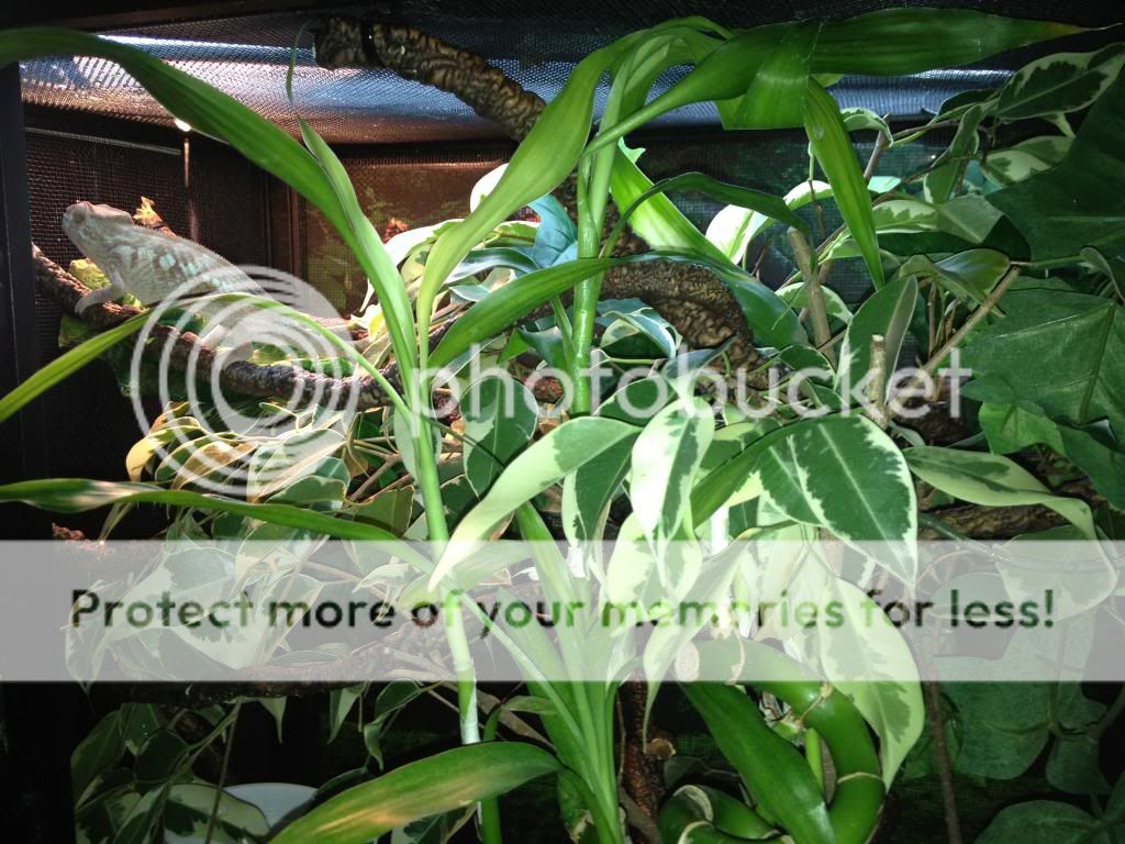 IMG_0915_zps899df835.jpg
