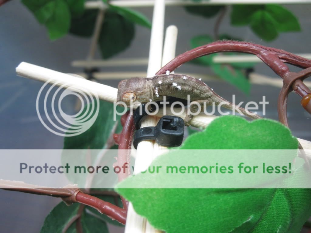 RangerAndSkysfirstbabies016.jpg