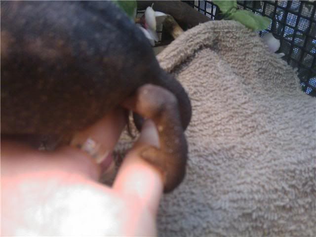 Swollenleg10.jpg