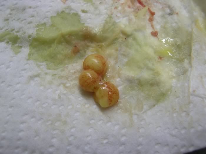 fusedeggs.jpg
