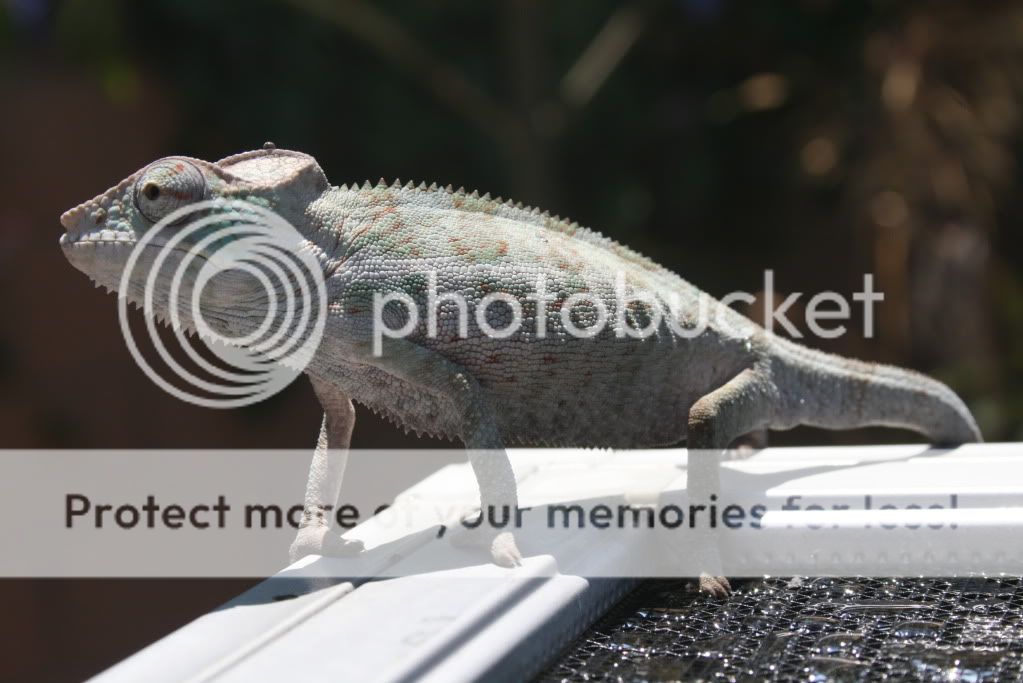 falybabies020.jpg