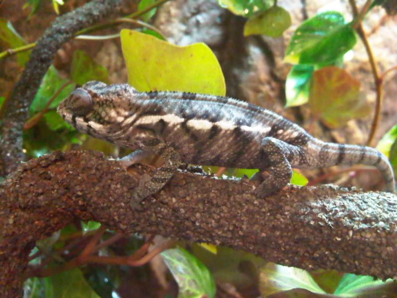 chameleon3008.jpg