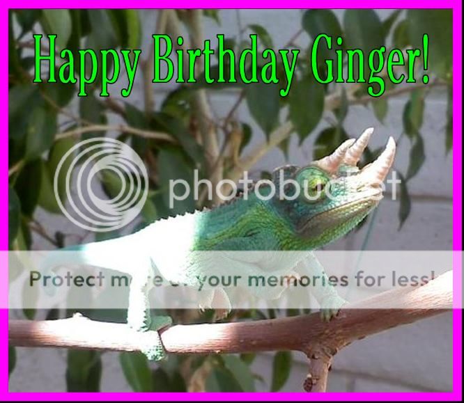 GingersBirthday.jpg