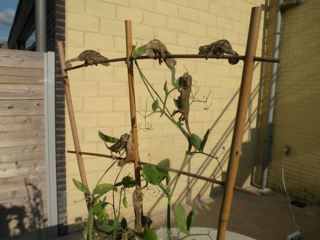 DSCN8160.jpg