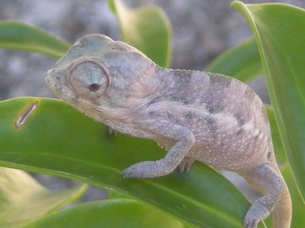 NFaly001.jpg