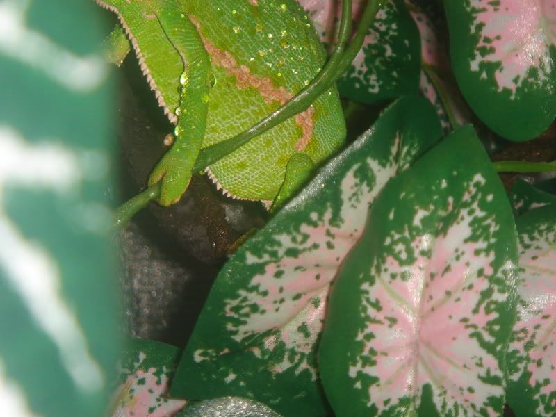 DSC02375.jpg
