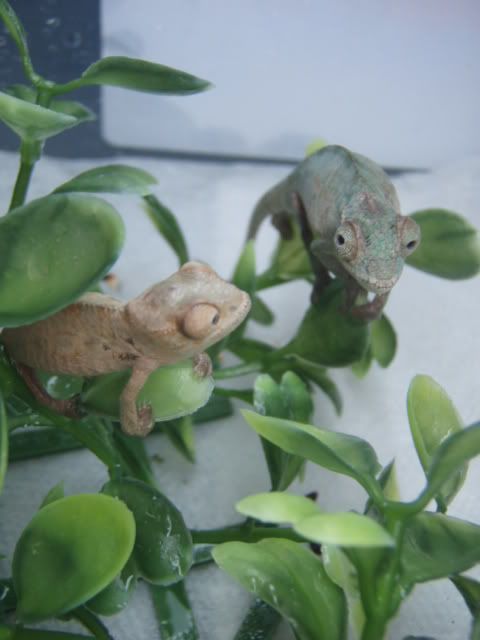 MyChameleons188.jpg
