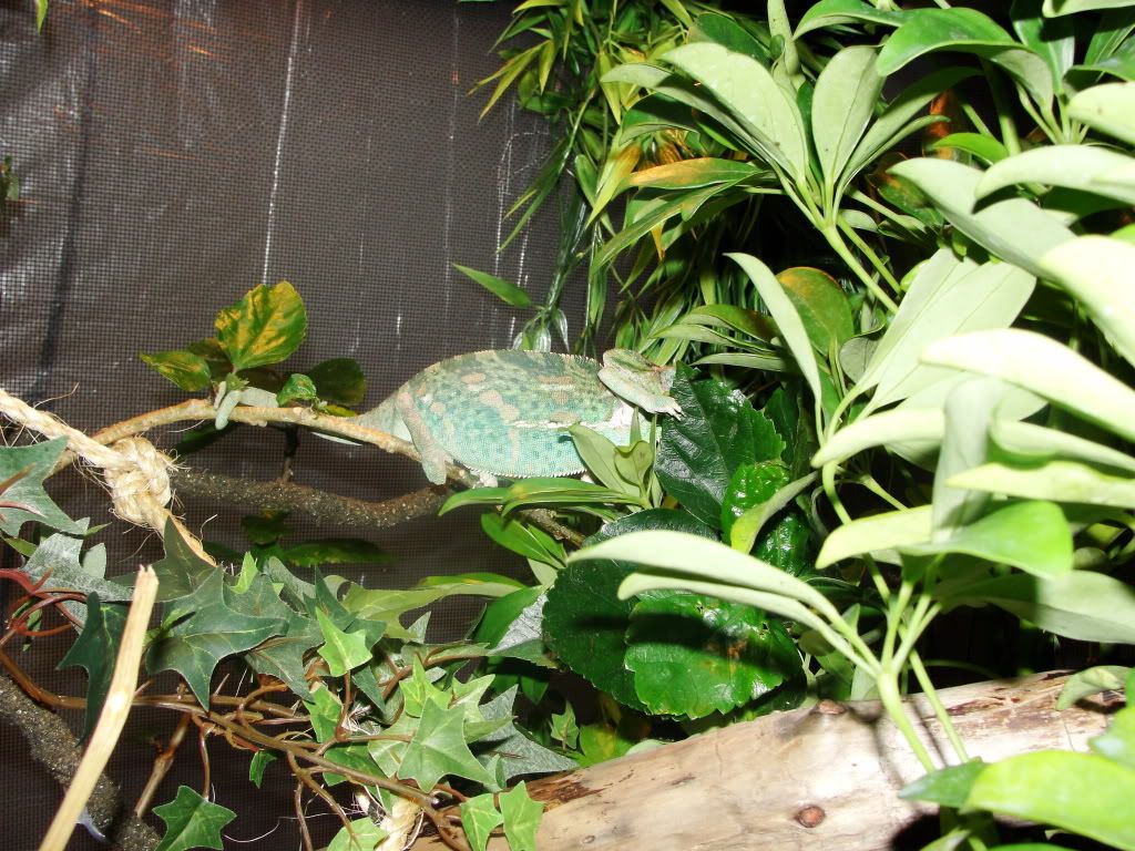 DSC00113.jpg