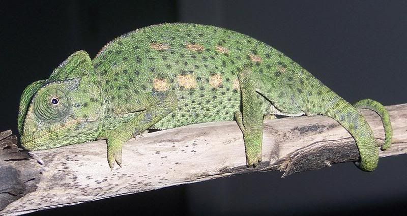 cham025.jpg