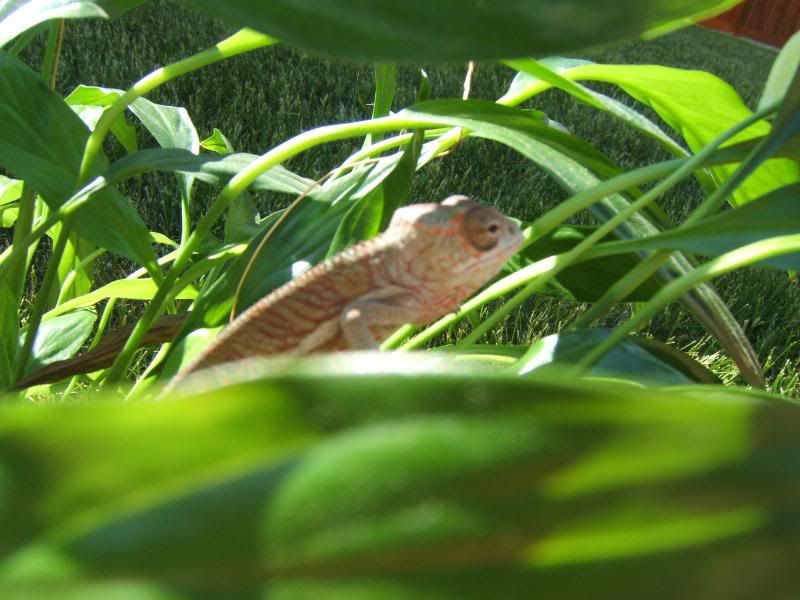 Chameleonandsuch036.jpg