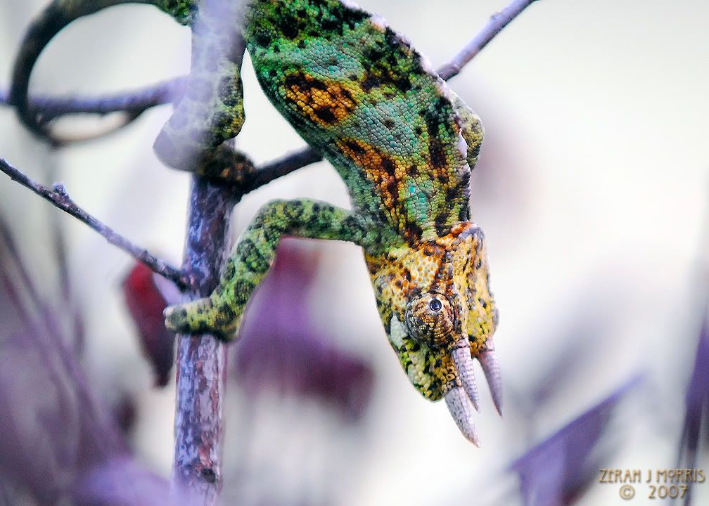 _DSC0857.jpg
