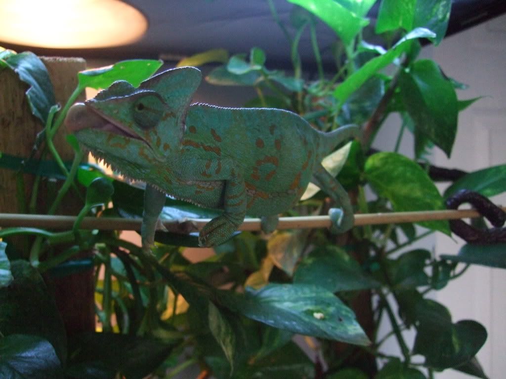 CleaandLittlefoot1-27-11007.jpg