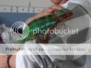 mrchips002.jpg