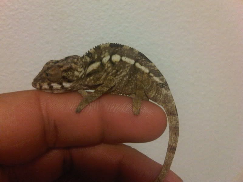 chameleon4064.jpg