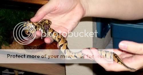 Snake-SunSpotjustrescued.jpg