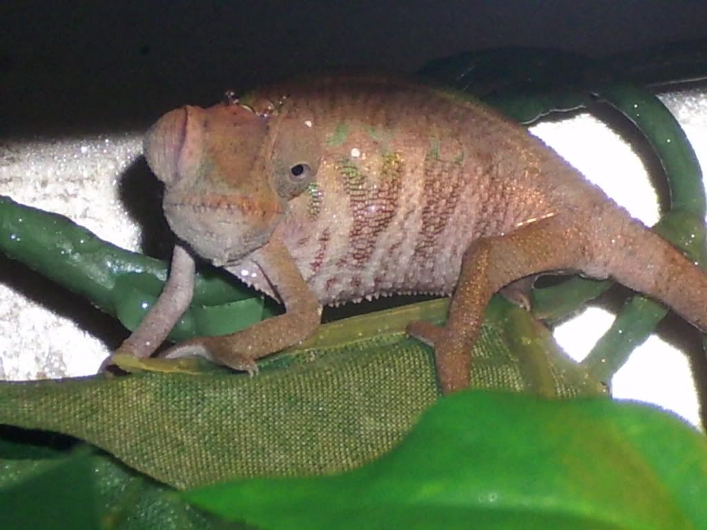 Chameleon009.jpg