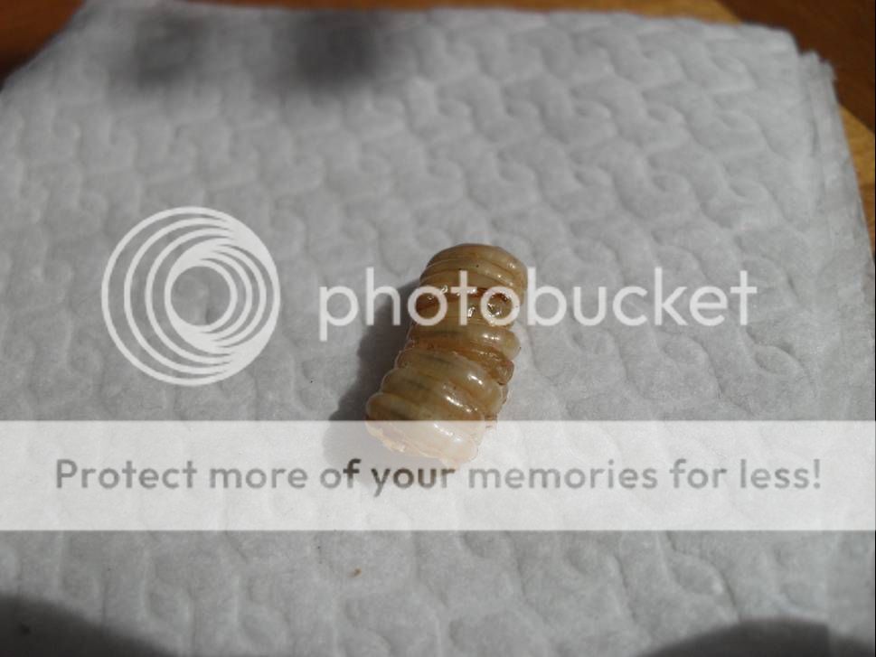 Roaches2.jpg