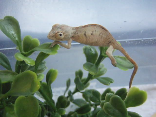 MyChameleons021.jpg