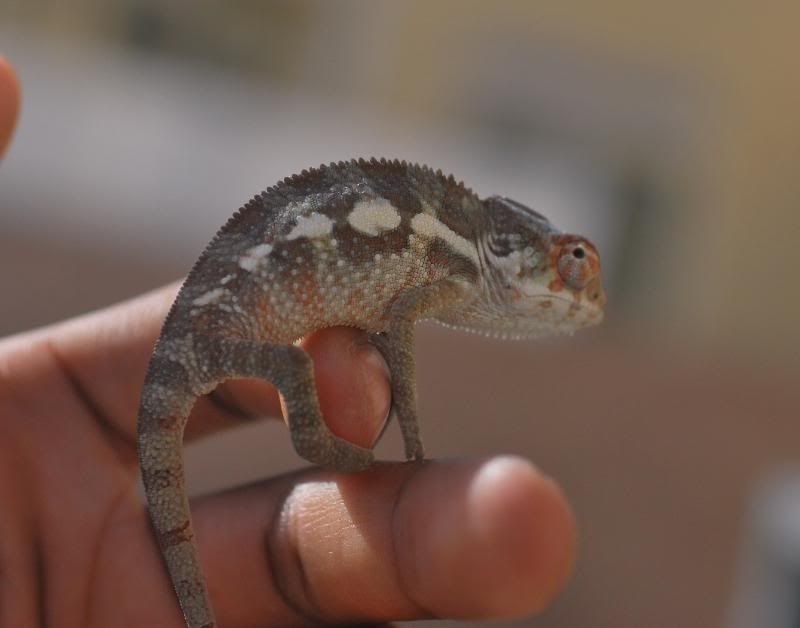 sambava.jpg