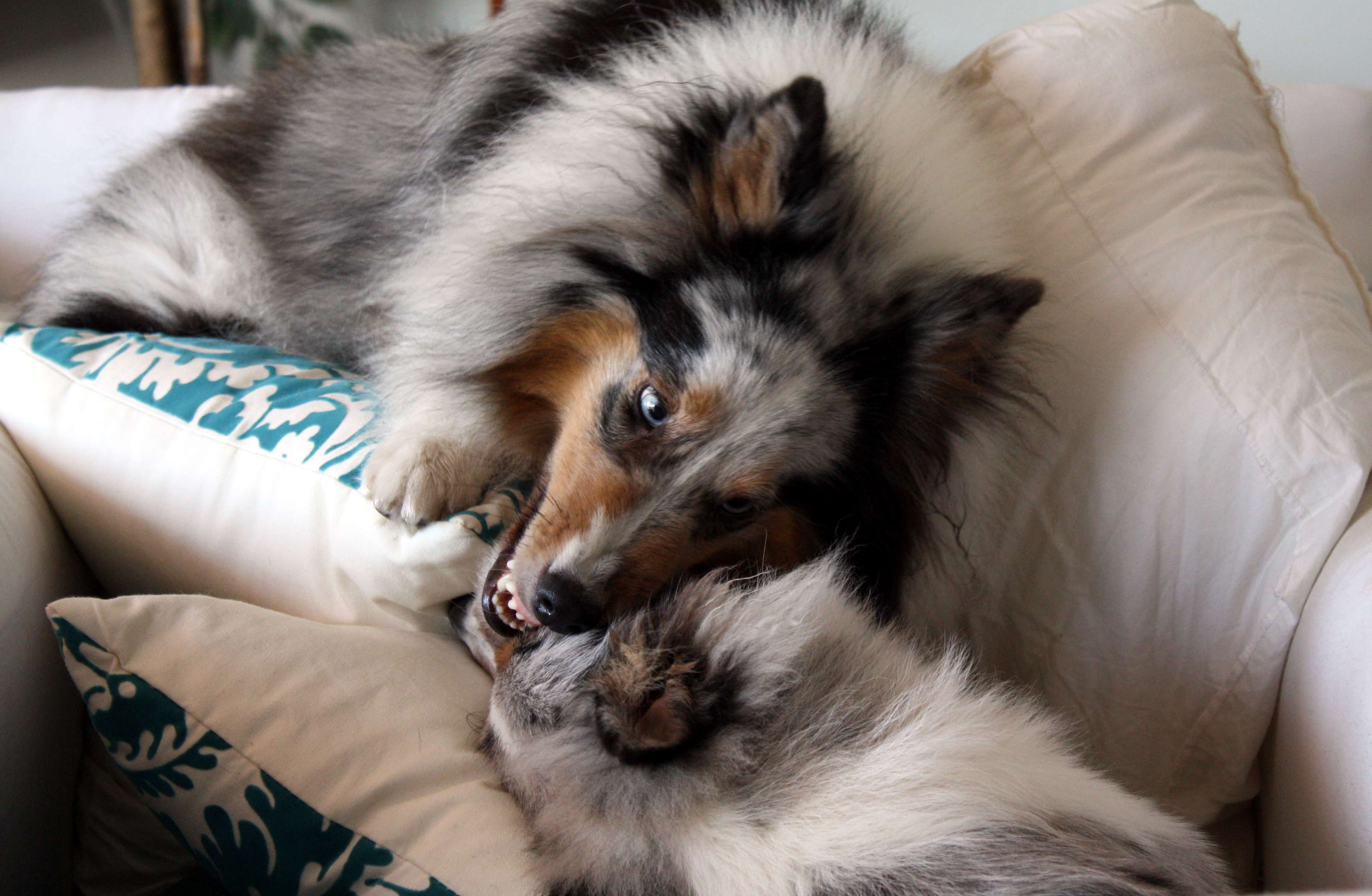 couchfighting3.jpg