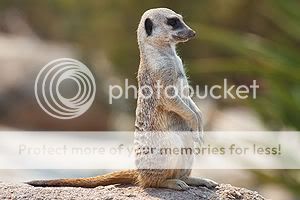 300px-Meerkat_feb_09.jpg