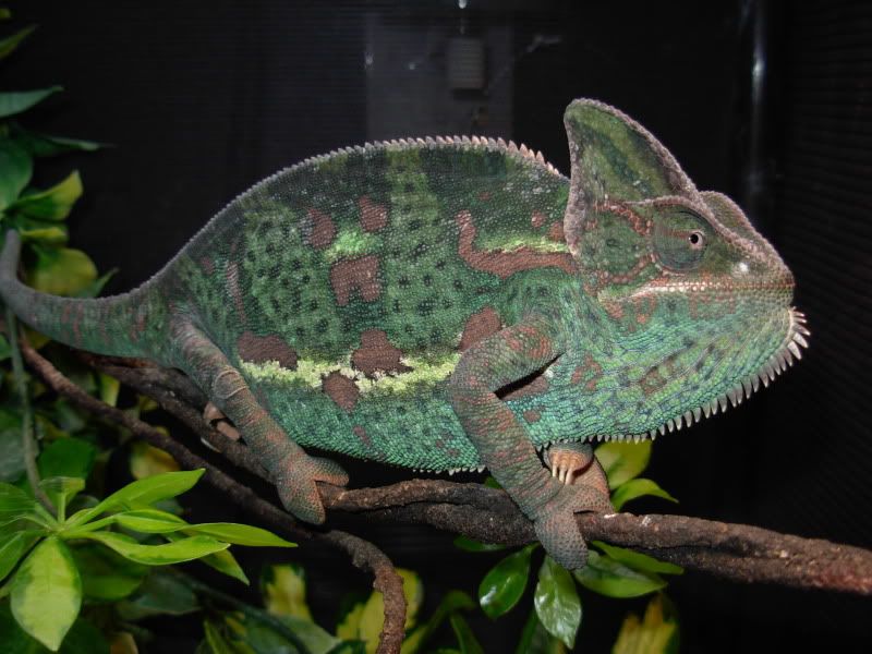 DSCN8286.jpg