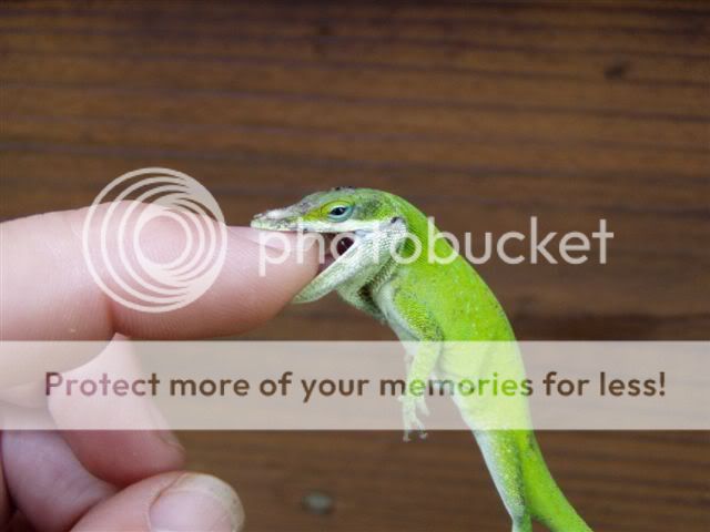 Anole.jpg